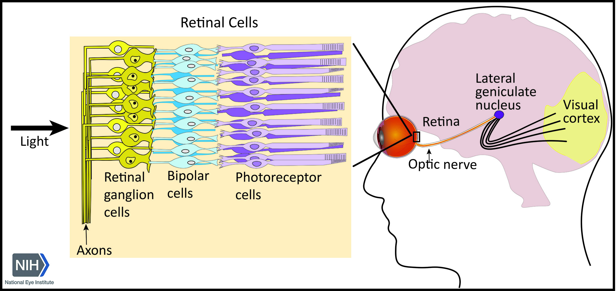 視力に関わる脳回路を特定、視覚回復治療に道(NIH researchers identify brain circuits responsible for visual acuity)
