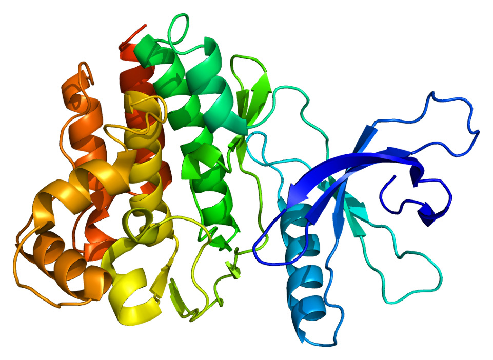 Multi-colored diagram of JAK3, a member of the family of Janus kinase proteins that play a major role in immune responses, resembles several ribbons connected to each other.
