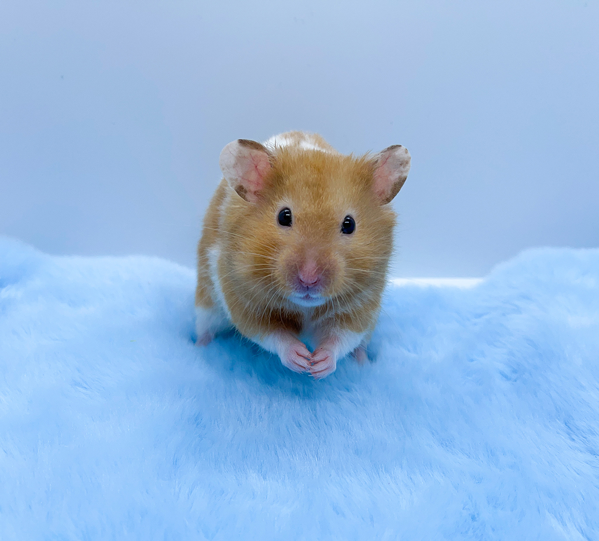 Syrian hamster on blue furry material. These hamsters are susceptible to SARS-CoV-2 infection and so provide a useful model for testing COVID-19 treatments.