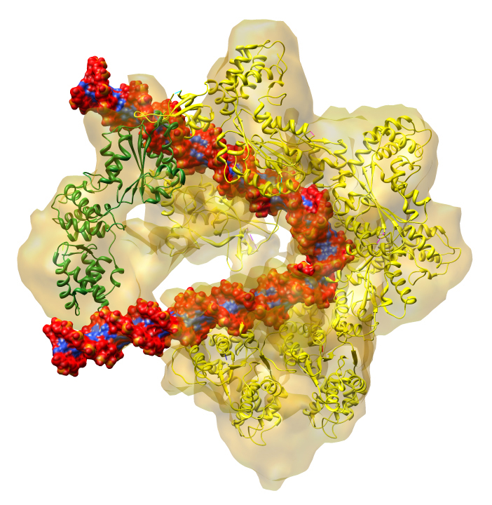 Cryo-EM Illustration of a semi-circular, protein complex colored in yellow with red and blue DNA wrapped around it.