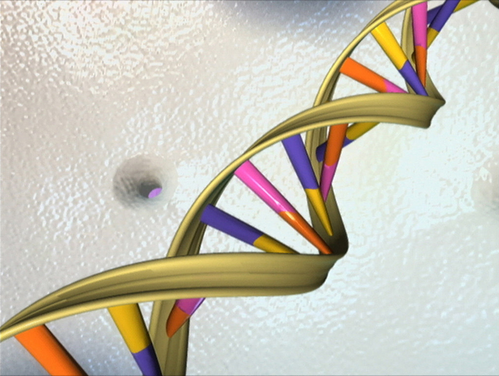 Recombinant DNA Illustration of the double helical structure of DNA with a yellow phosphate backbone and nucleotides colored in purple, yellow, pink, and orange.