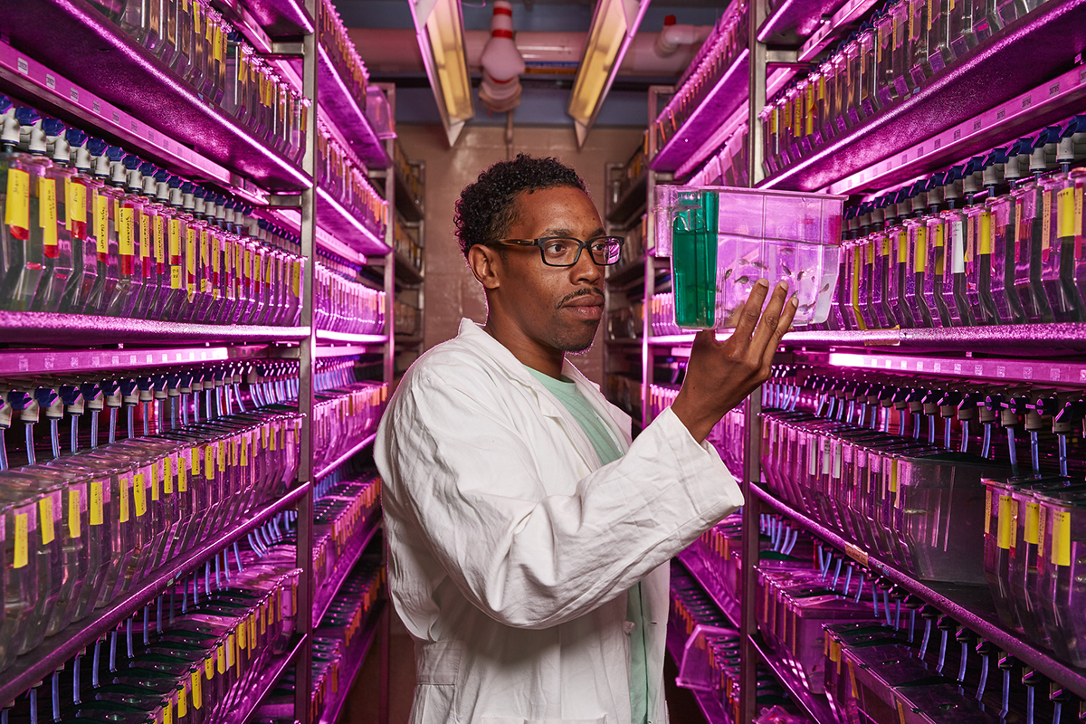 A scientist holds up a tank of zebrafish to observe their behavior.