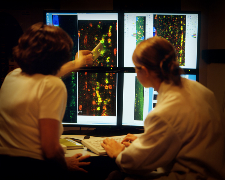 Researchers looking at images of mouse muscle fibers on the confocal microscope's projection screen.