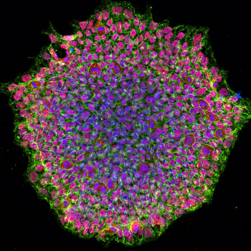 A circular cluster of cells colored in red, green, and blue to indicate specific proteins and cell components.