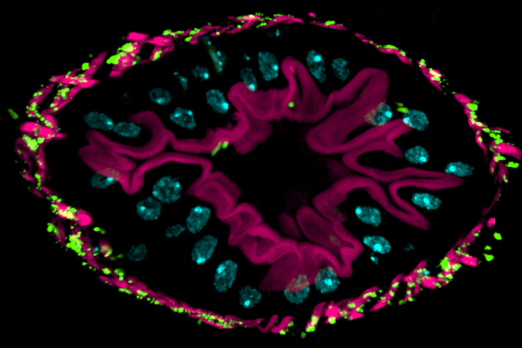 Green Fluorescent Protein Drosophila melanogaster intestine cross-section with mitochondria colored green due to green fluorescence protein (GFP).