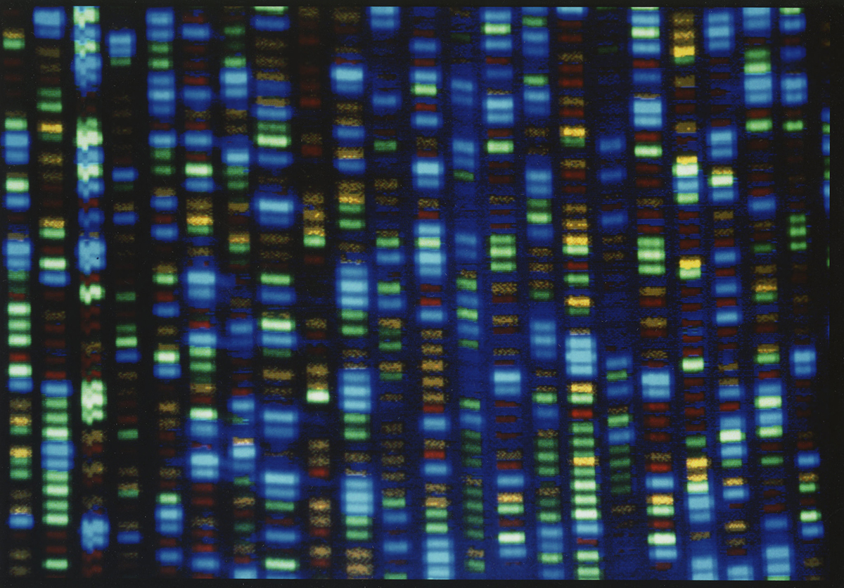 The output from an automated DNA sequencer that the Human Genome Project used to determine the complete human DNA sequence. Sequence is shown by columns of colored rectangles in shades of blue and green.