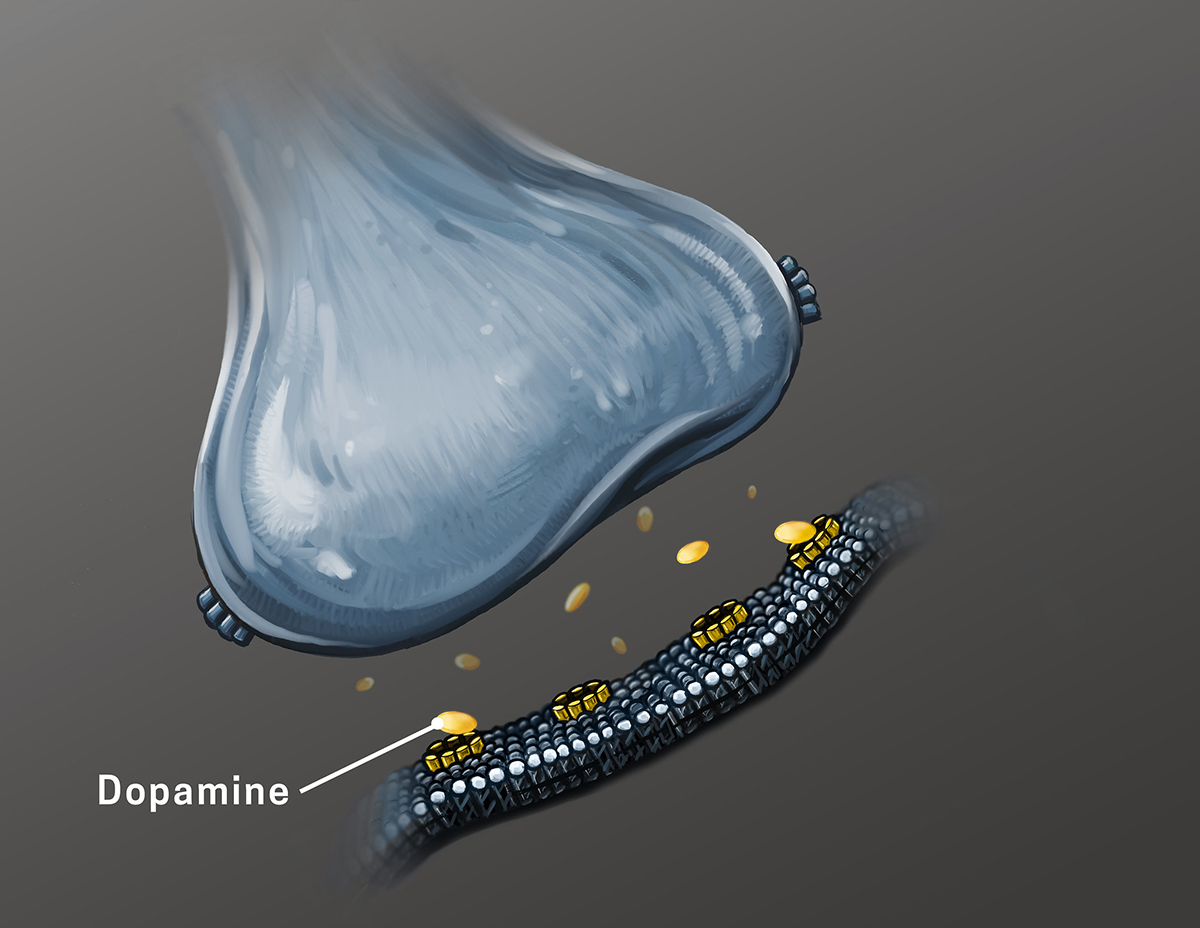 Neurotransmitter releasing dopamine