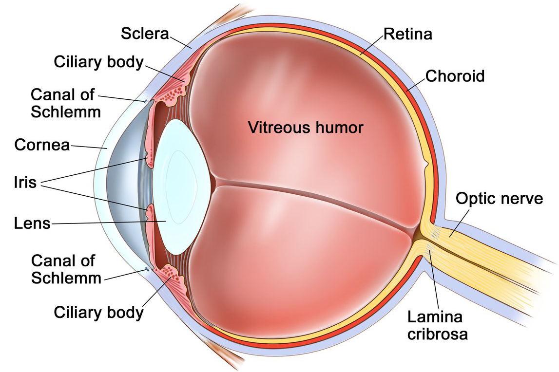 Eye Diseases and Treatments Anatomy of the eye; drawing shows the sclera, ciliary body, canal of Schlemm, cornea, iris, lens, vitreous humor, retina, choroid, optic nerve, and lamina cribrosa.