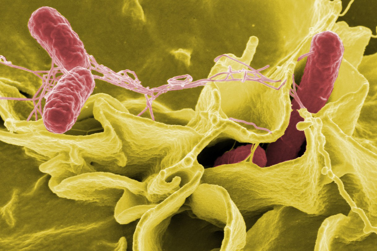 Salmonella bacteria, a common cause of food poisoning, invading an immune cell Salmonella bacteria, a common cause of food poisoning, invading an immune cell
