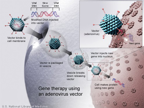 A new gene is injected into an adenovirus vector