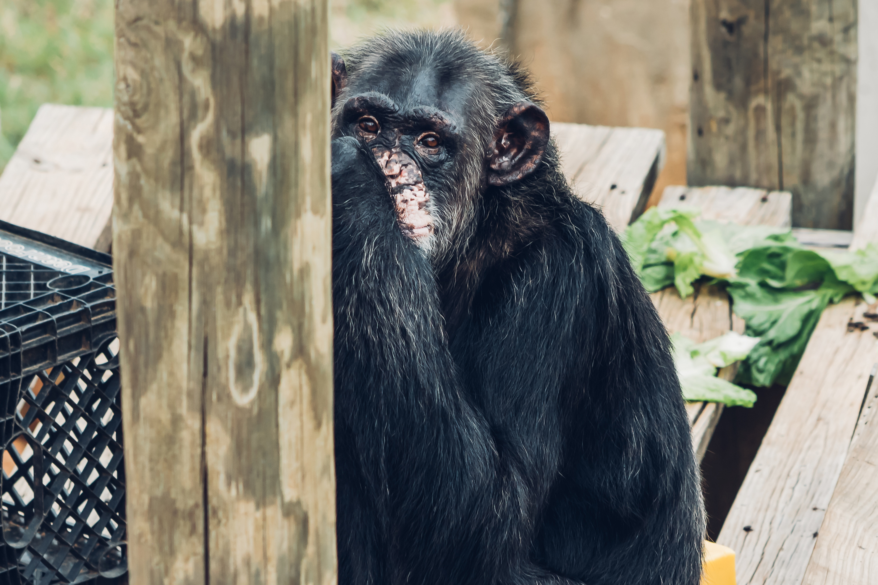 Charity, an NIH-owned chimpanzee at Chimp Haven, enjoys a quiet moment.  
