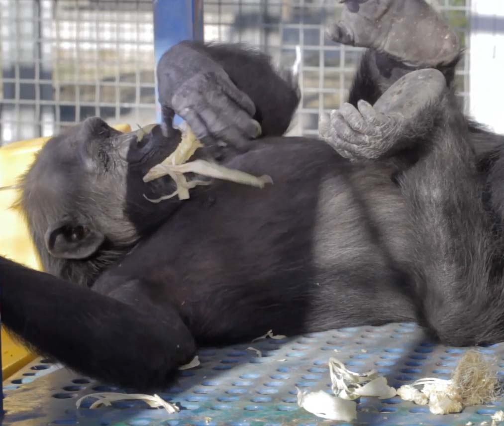 NIH Chimpanzees at the Alamogordo Primate Facility, New Mexico