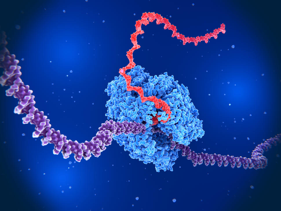An illustration of an enzyme unwinding a DNA strand to produce an RNA strand An illustration of an enzyme unwinding a DNA strand to produce an RNA strand.