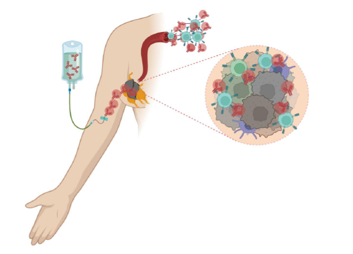 Immunotherapy being delivered by IV and activating nearby immune cells Illustration showing immunotherapy being delivered by IV and activating nearby immune cells