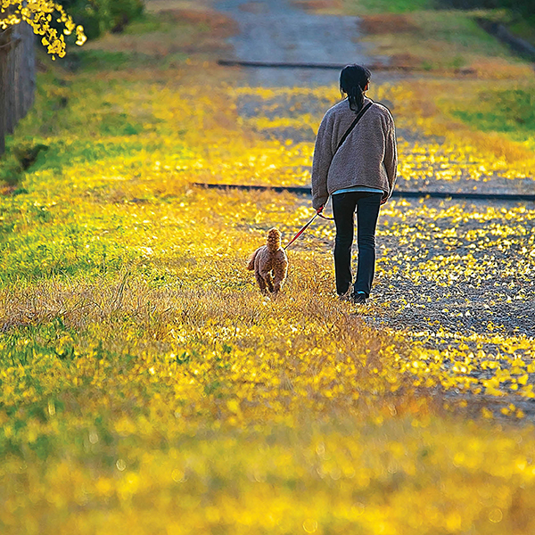 Person walking a dog