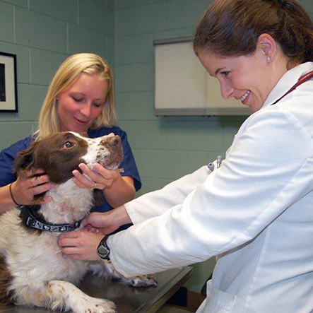 Physician and nurse examining a dog