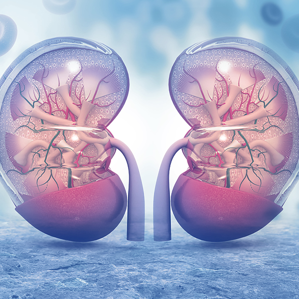 An illustration of human kidneys