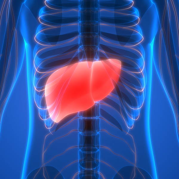 An illustration of a human liver