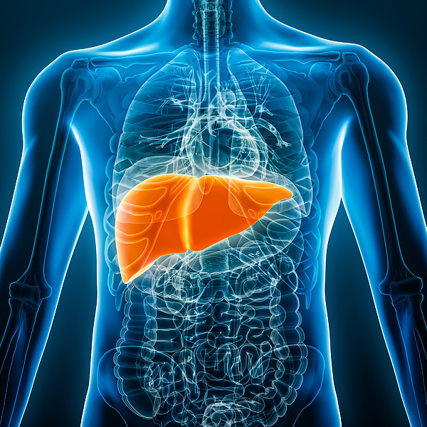 An illustration of the human liver