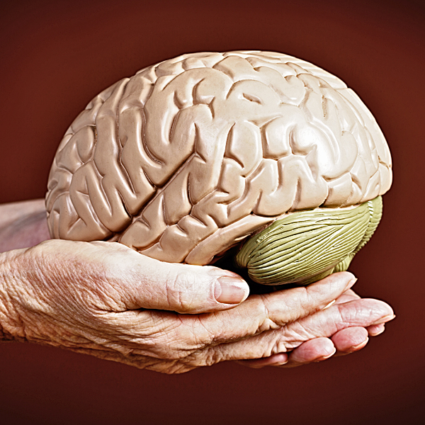 Two hands holding a model of the human brain