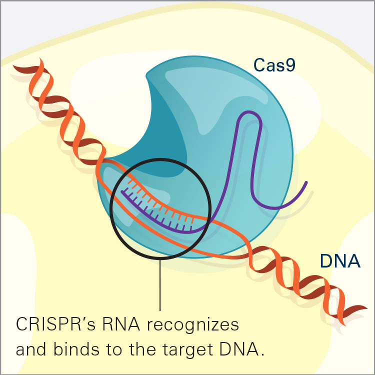 The CRISPR seeking device recognizes and binds to the target DNA (circled, black)