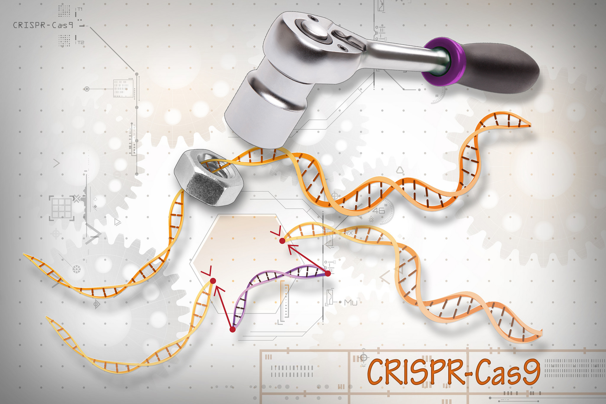 CRISPR-Cas9 Editing of the Genome