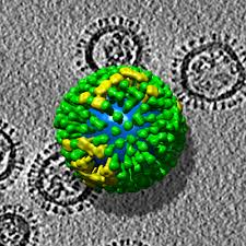 The flu virus