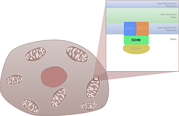 Succinate dehydrogenase and its component part