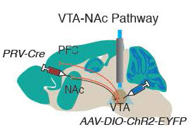 Image of the VTA-NAc pathway