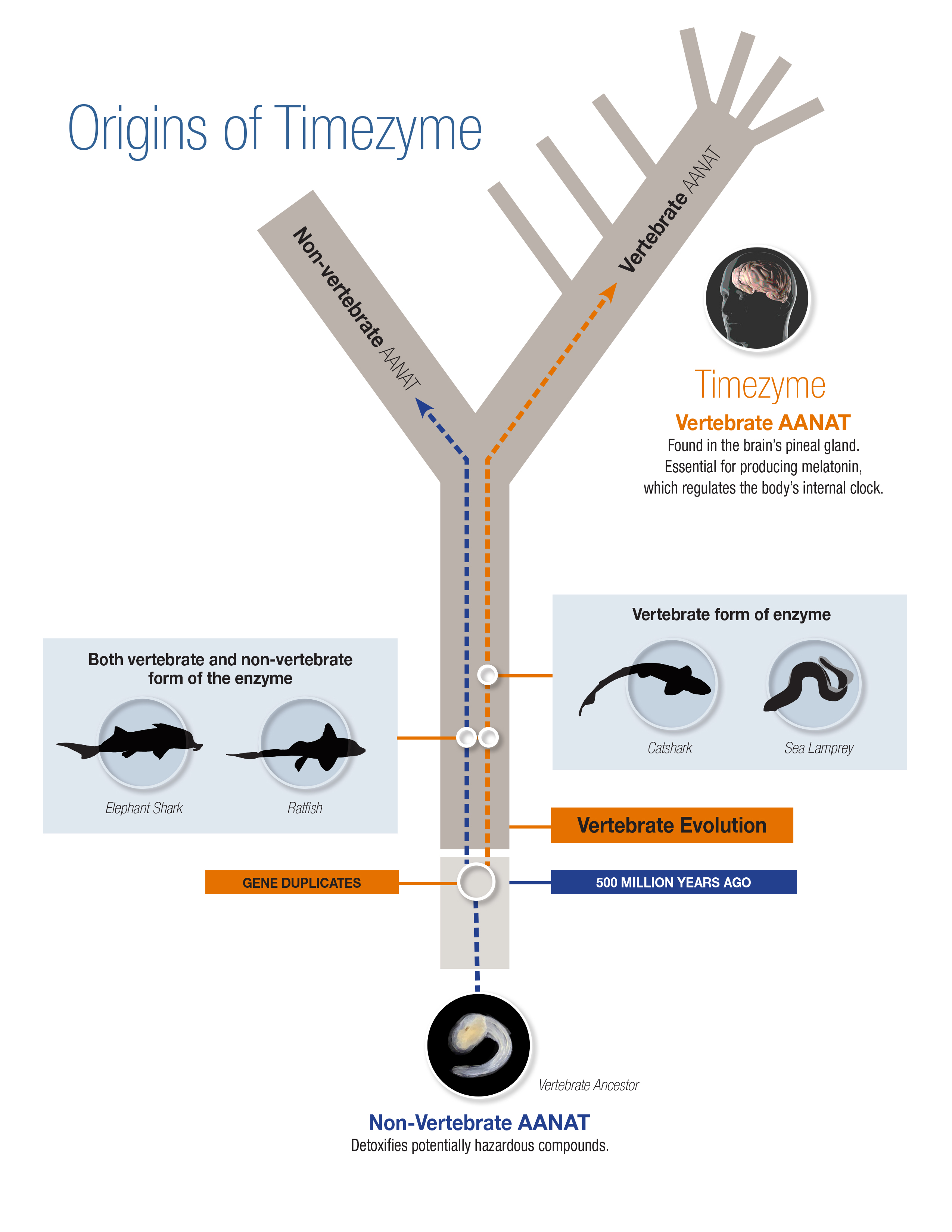 Origins of Timezyme: Evolutionary tree showing development of AANAT enzyme. At base of tree is a vertebrate ancestor, labeled as having non-vertebrate AANAT. This form detoxifies potentially hazardous substances. Two lines trace the evolution of non-verte