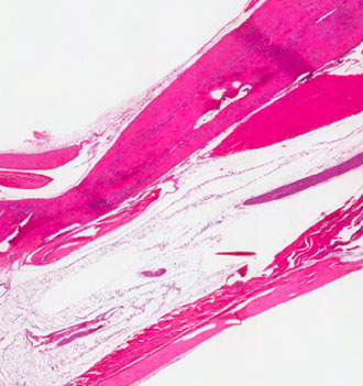 Image of mouse tissue stains
