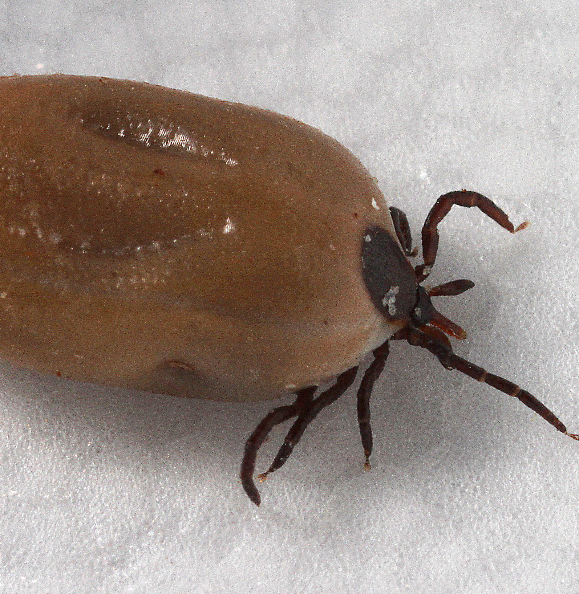 Image of a tick engorged with blood Thumbnail