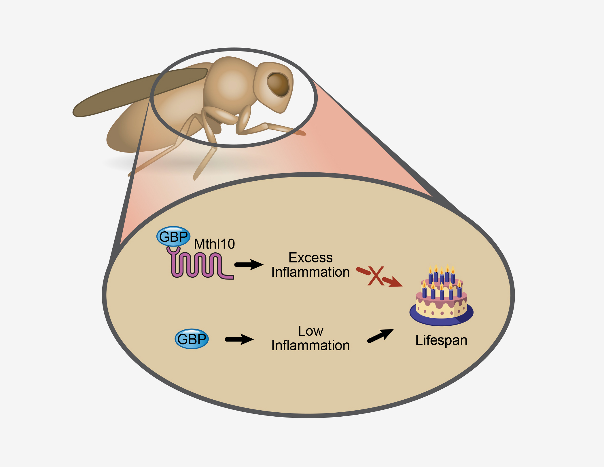 Illustration of proteins involved in the lifespan of fruit flies