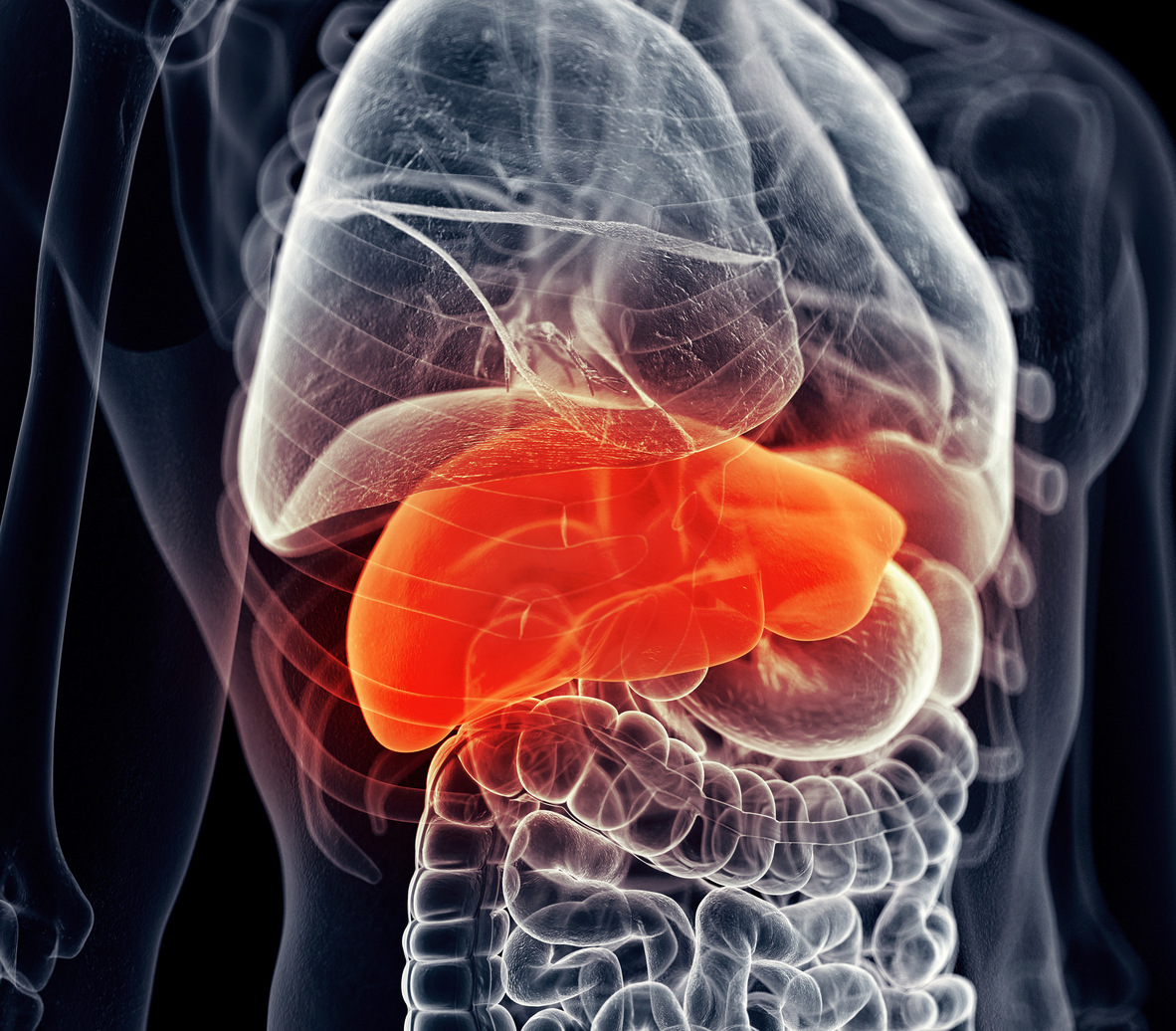 Liver in the body