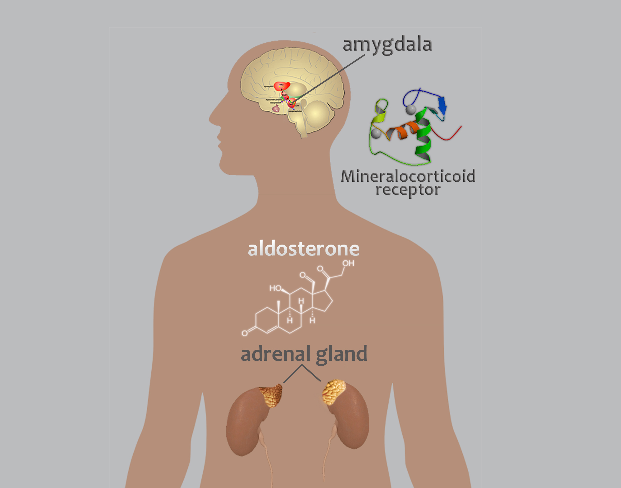 Diagram of adrenal glands, aldosterone structure, and amygdala.