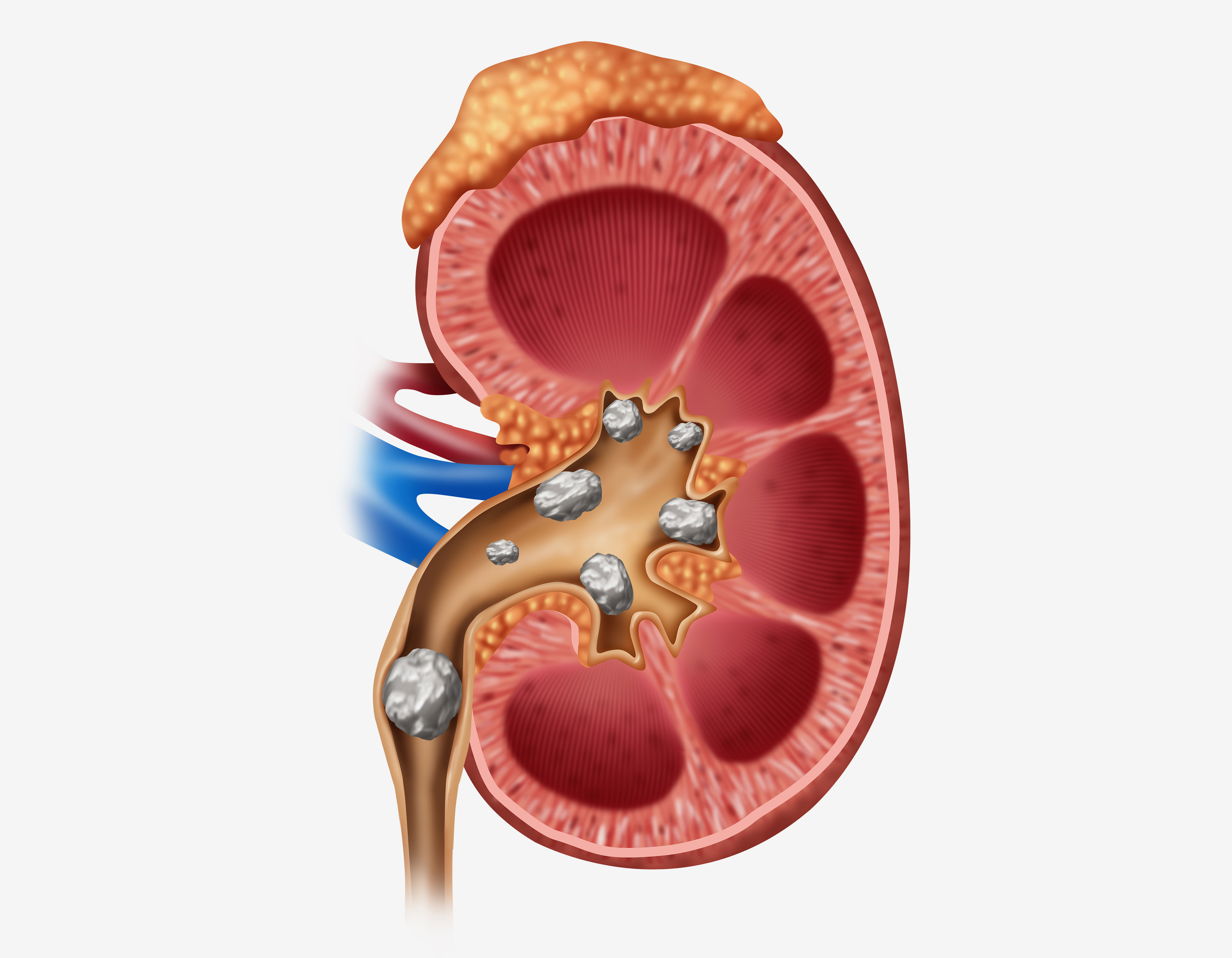 Kidney