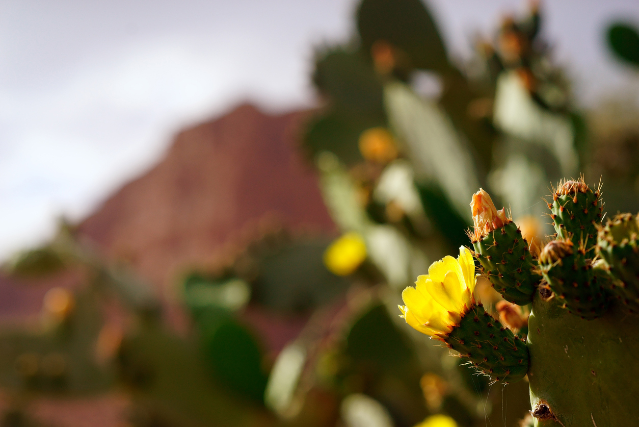 Image of a plant