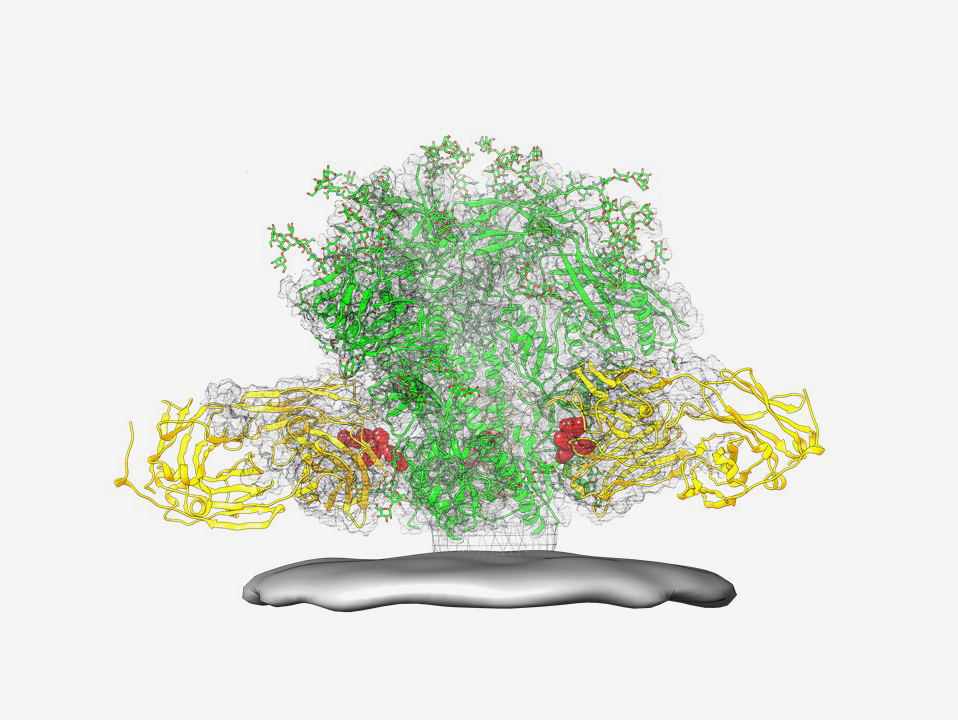 Protein structure diagram
