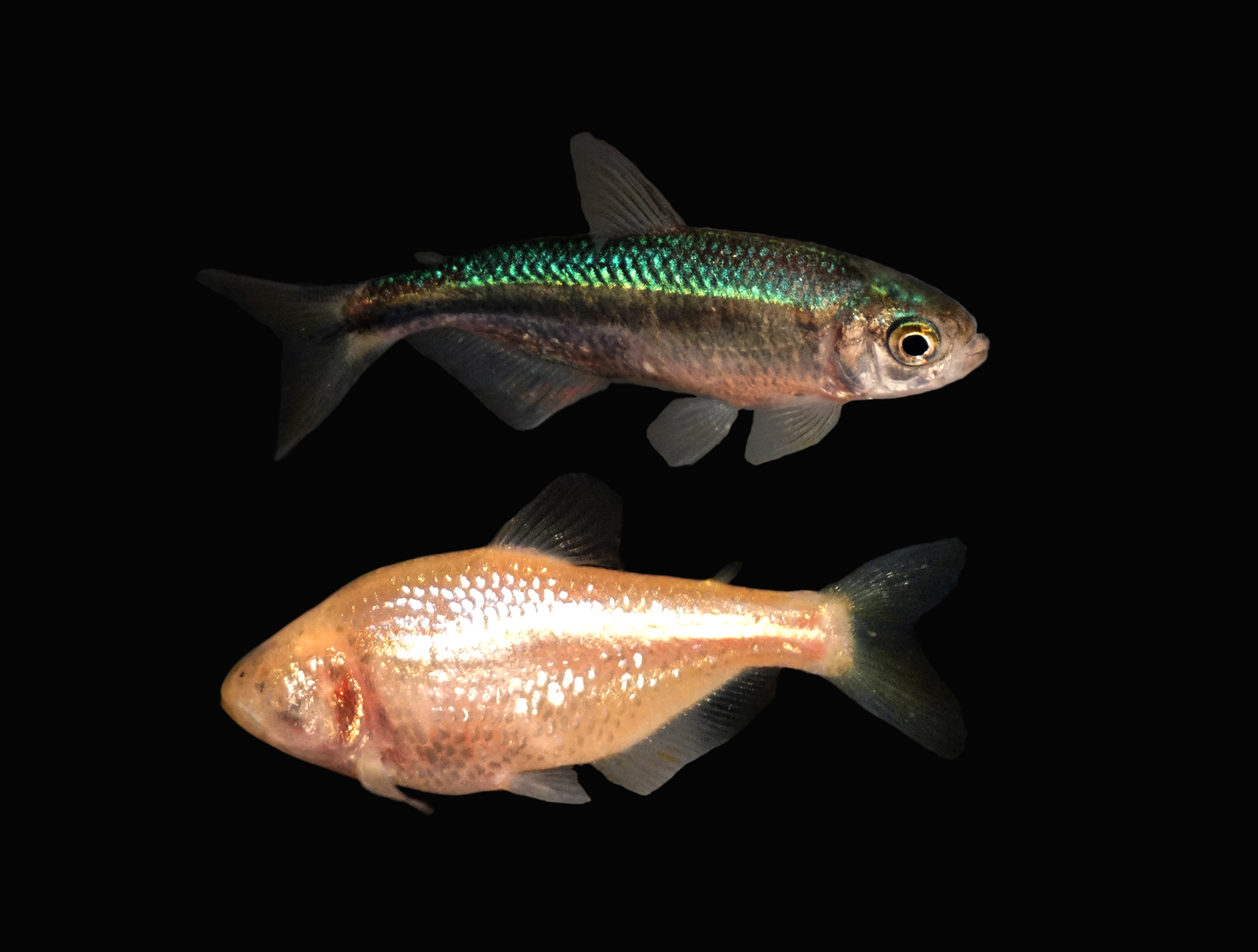 Image of cavefish with and without eyes
