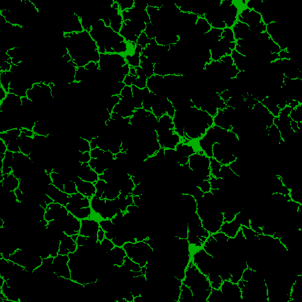Image of microglia in a healthy mouse retina