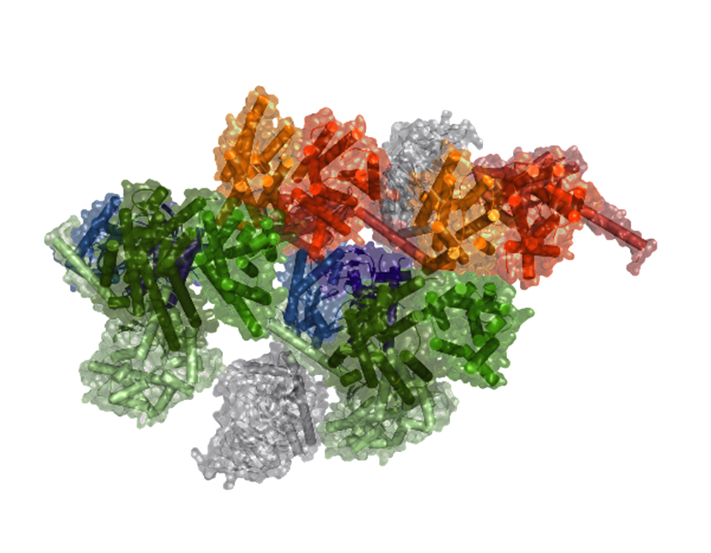 Image of a model of a macromolecular complex