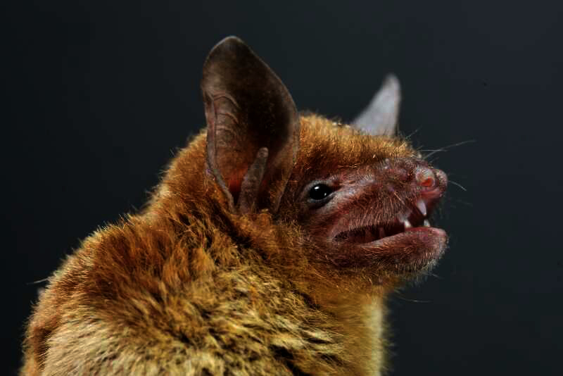 A horseshoe bat