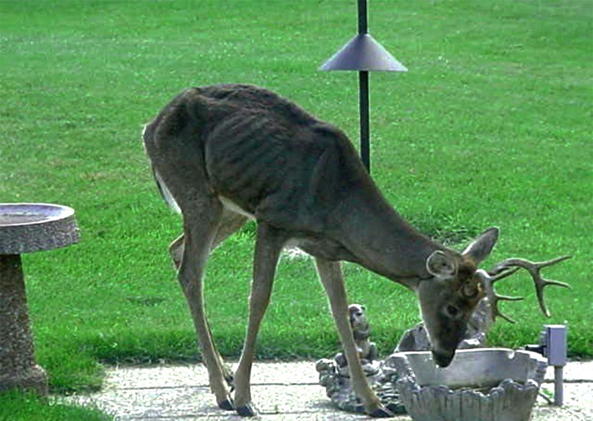 A deer showing signs of chronic wasting disease