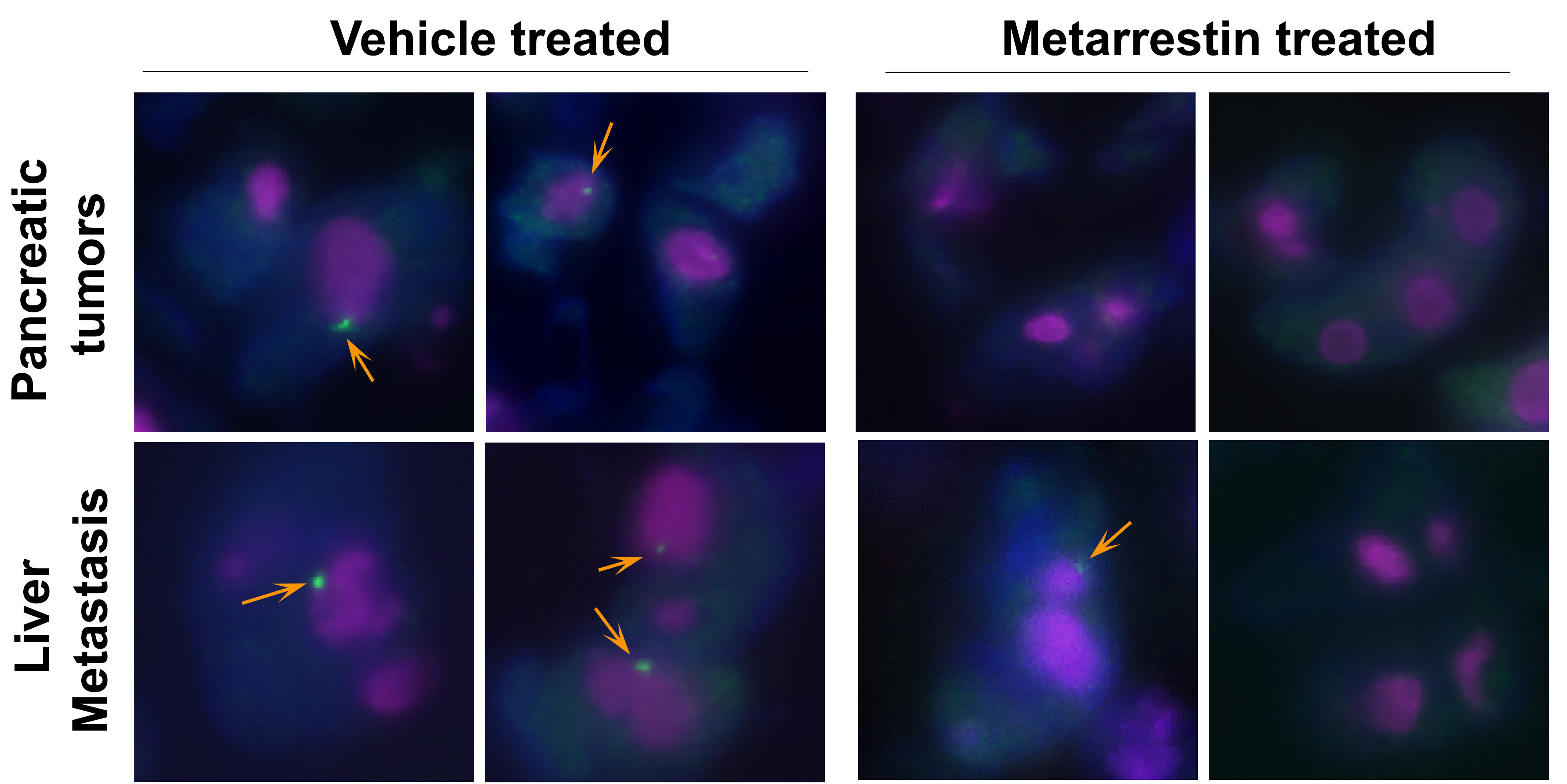 Nih Northwestern Scientists Develop Potential New Approach To