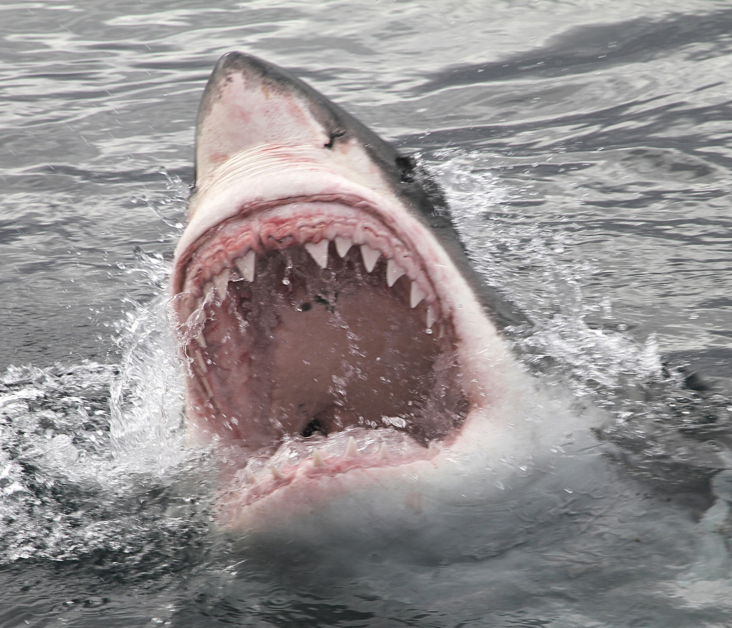 Image of a great white shark