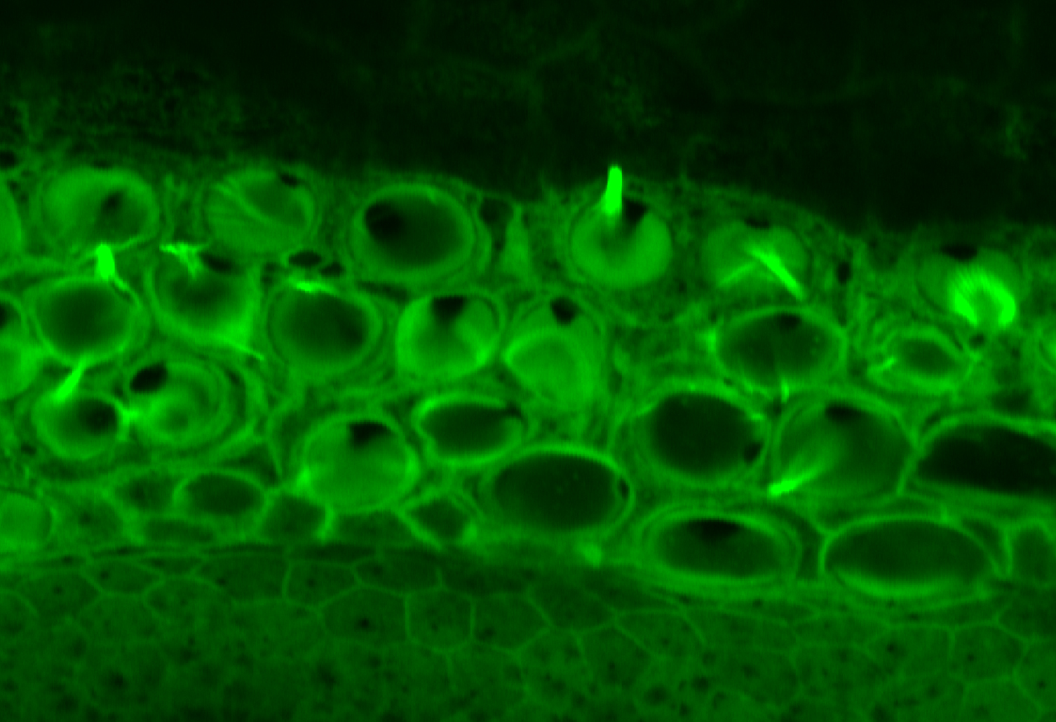 Image of cells scans from mouse inner ear