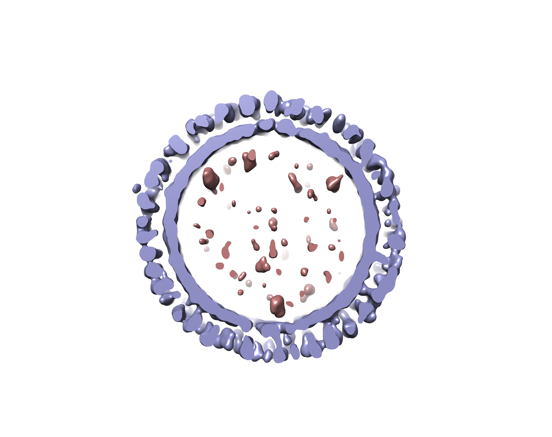 Image and rendering of 1918 influenza virus-like particle