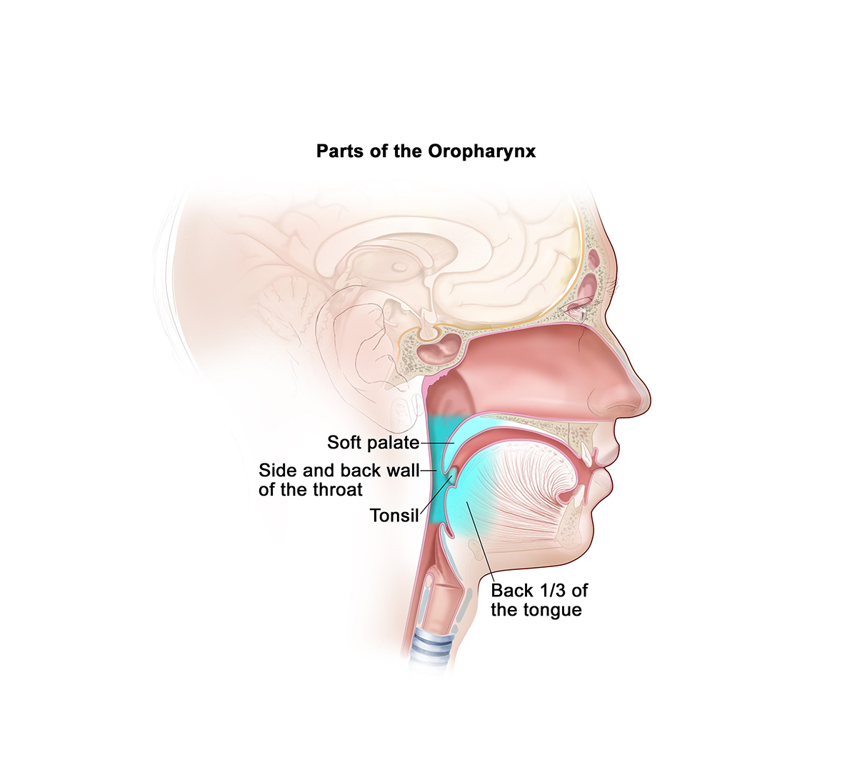Anatomical illustration of the oropharynx.