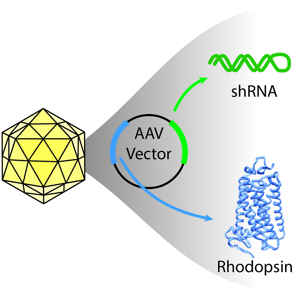 Illustration of icosahedral virus capsid 