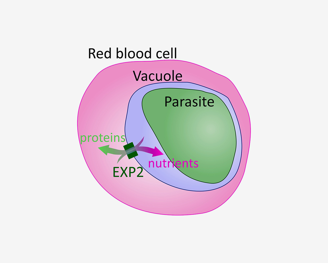 Diagram of the malarial parasite within the red blood cell. 